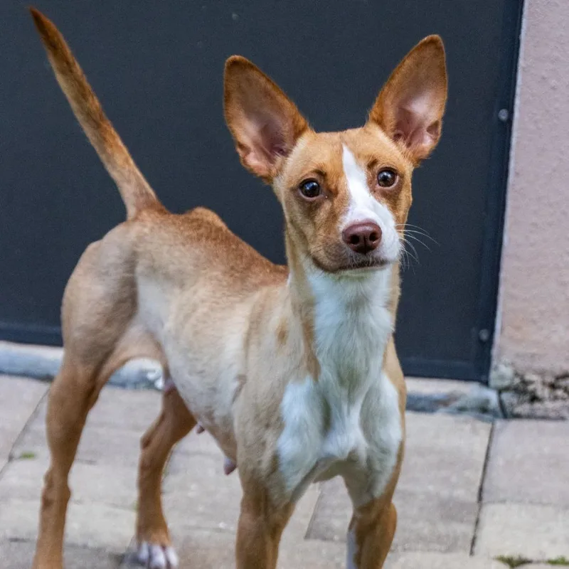 An adult small-sized female Basenji dog named Remi for adoption in TITUSVILLE, FL