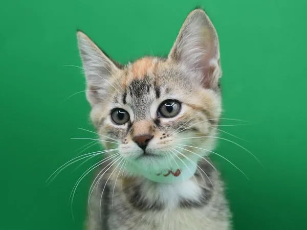 A baby small-sized female Domestic Short Hair cat named Nona for adoption in Portland, OR