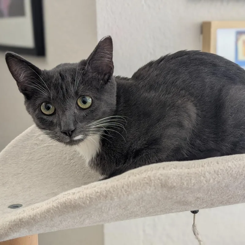 A baby small-sized female Gray / Blue / Silver Domestic Short Hair cat named Gatineau for adoption in Long Beach, CA