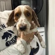 An adult medium-sized male Yellow / Tan / Blond / Fawn Poodle dog named Maxamus for adoption in Tulsa, OK