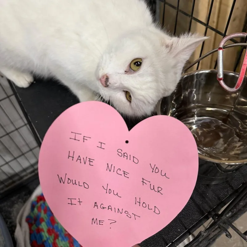 An adult medium-sized female White Domestic Long Hair cat named C Aspen for adoption in Franklin, PA