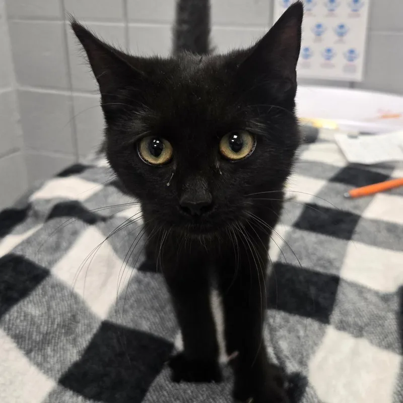 A young small-sized male Black Domestic Short Hair cat named Buttermilk Biscuit for adoption in West Olive, MI