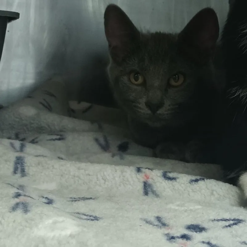 A baby small-sized female Gray / Blue / Silver Domestic Short Hair cat named Stony for adoption in Valley, AL