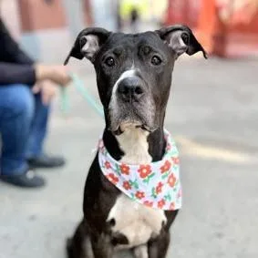 An adult large-sized female Black Mixed Breed dog named Celine Fka Saline for adoption in Vassalboro, ME