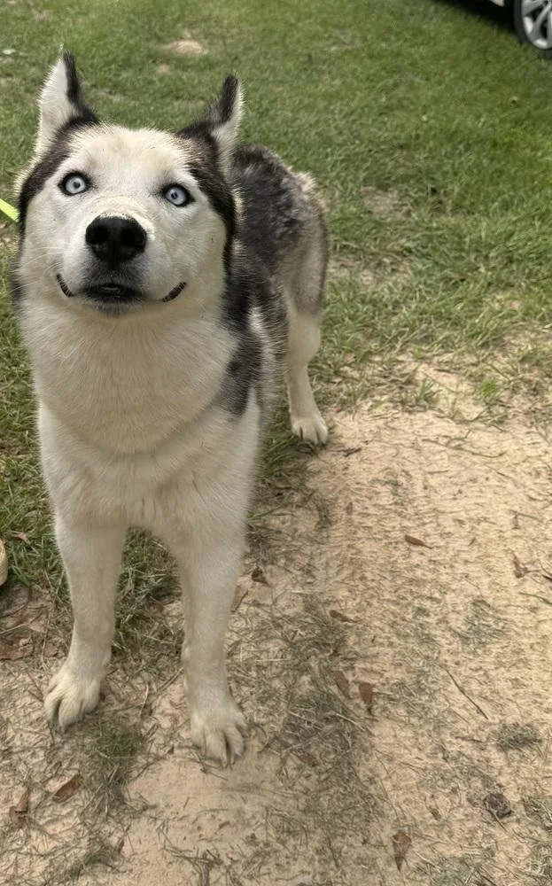 An adult large-sized male Tricolor (Brown, Black, & White) Husky dog named Arlo for adoption in Troy, AL