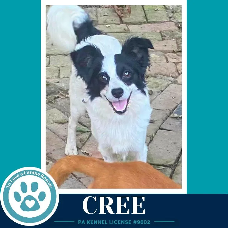 A young small-sized male Tricolor (Brown, Black, & White) Papillon dog named Cree for adoption in Kimberton, PA
