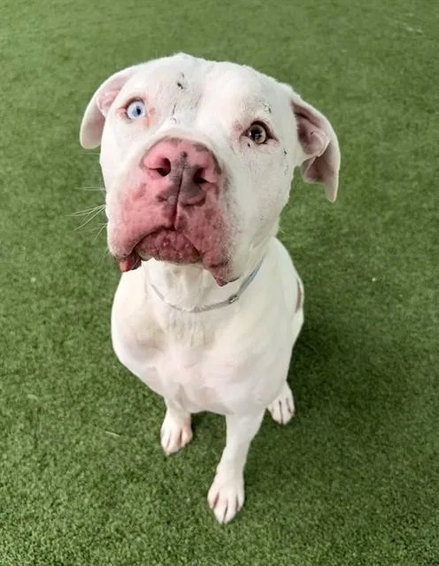 A young large-sized male Pit Bull Terrier dog named Irwin for adoption in Castaic, CA