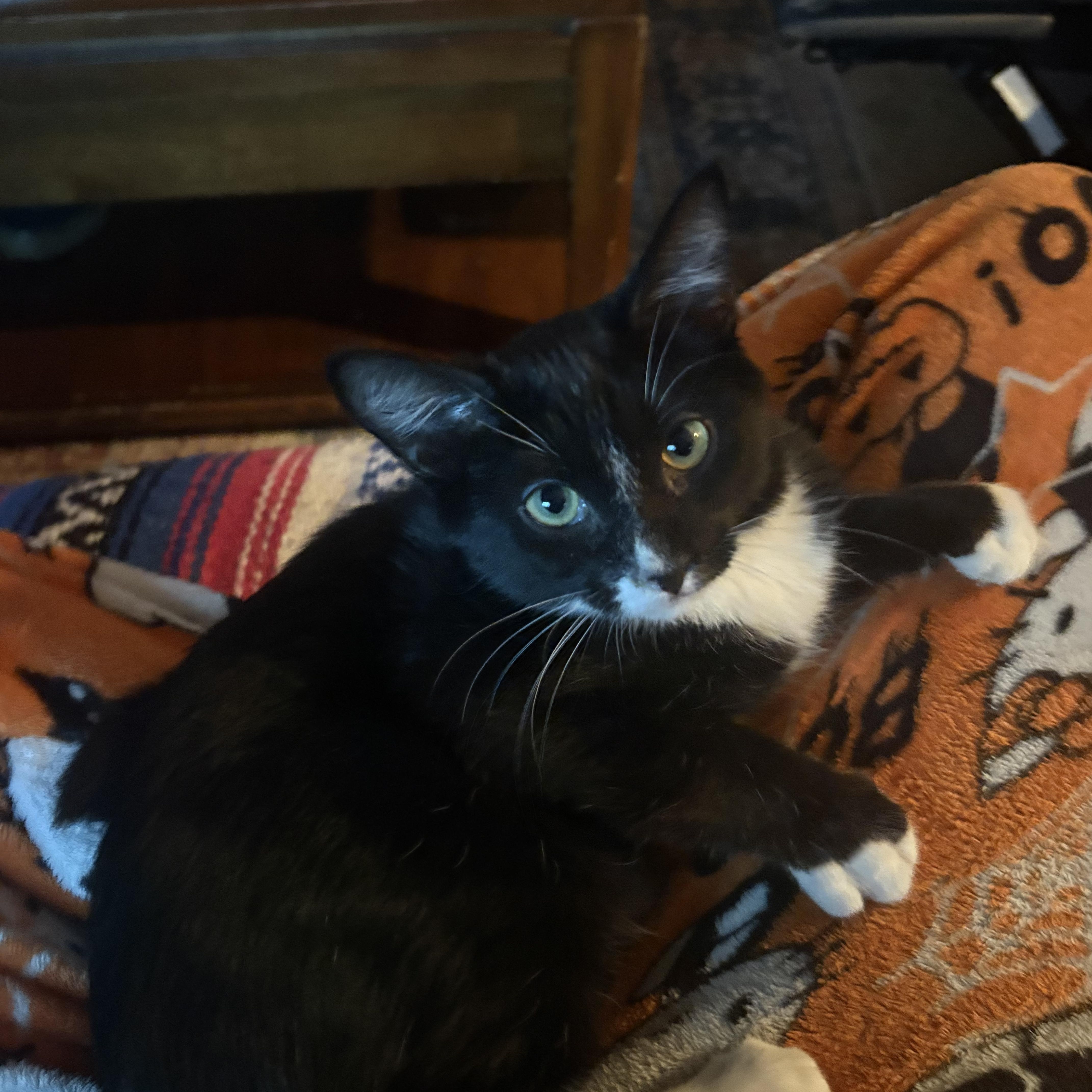A baby medium-sized male Domestic Short Hair cat named Hemlock for adoption in Haddon Heights, NJ