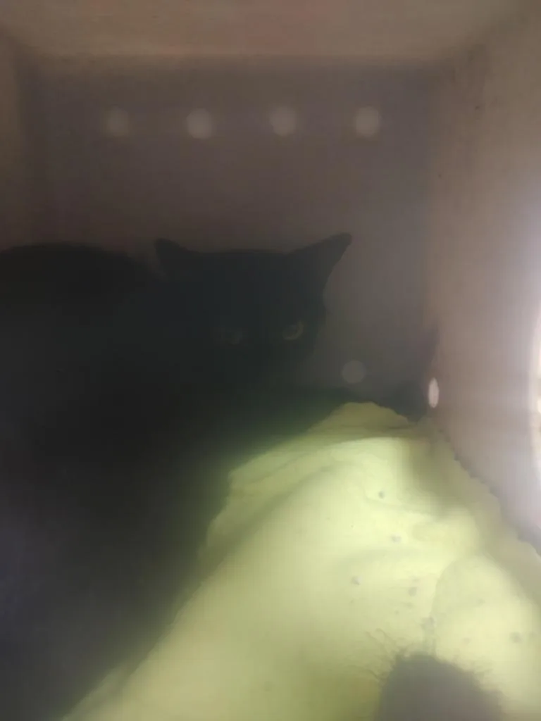 A young large-sized male Domestic Short Hair cat named Chester for adoption in Quincy, CA