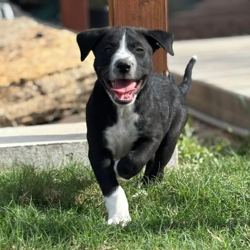 A baby medium-sized male Black Terrier dog named Sanji for adoption in San Antonio, TX