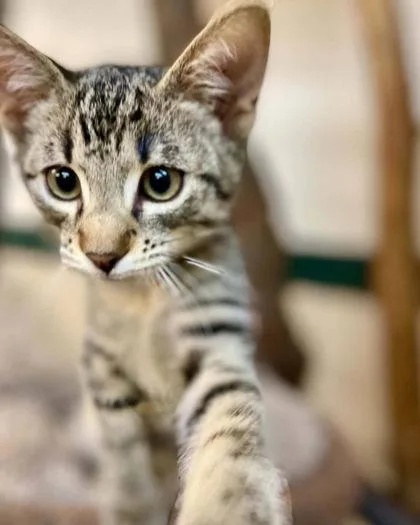 A young small-sized male Domestic Short Hair cat named Mochi for adoption in River Ridge, LA