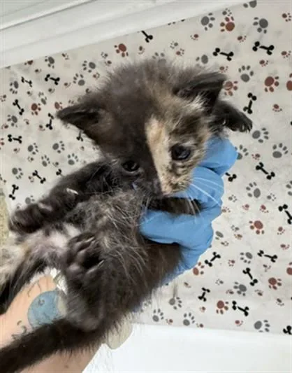 A baby small-sized female Domestic Short Hair cat named Flower for adoption in Riverside, CA