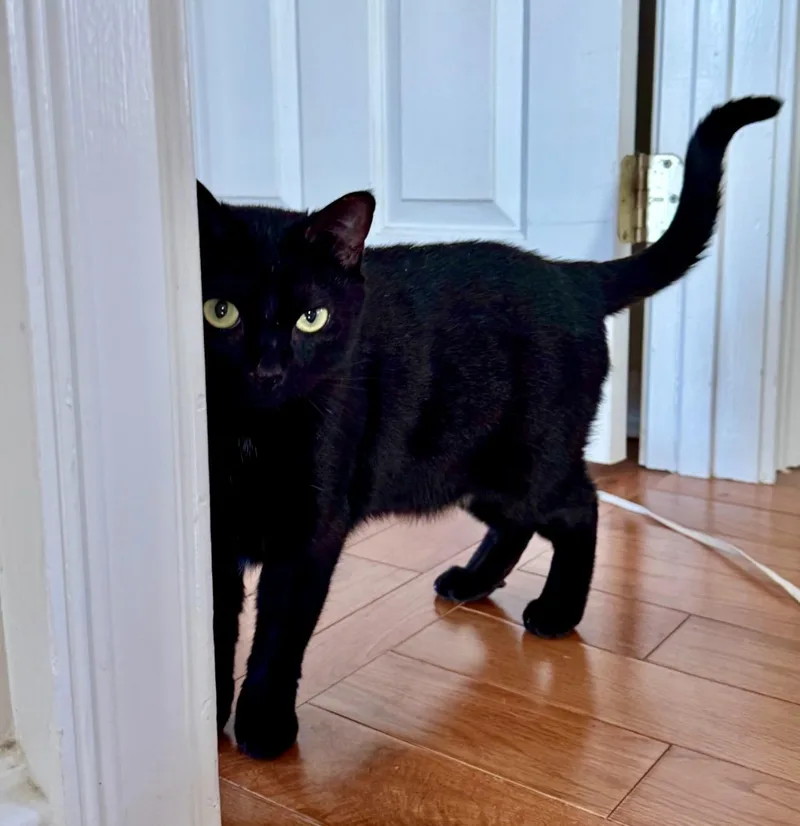 A young medium-sized female Black Domestic Short Hair cat named Hannah for adoption in Easley, SC
