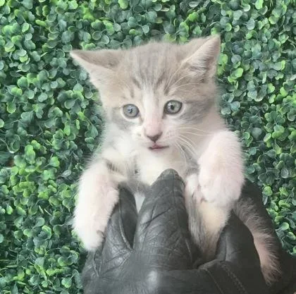 A baby small-sized male Gray / Blue / Silver Domestic Short Hair cat named Chester McBadbat for adoption in El Paso, TX