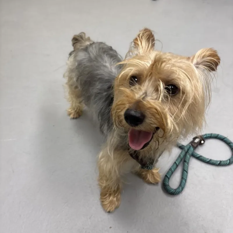 A young small-sized male Yellow / Tan / Blond / Fawn Mixed Breed dog named StrayOldMaconRoad for adoption in Columbus, GA