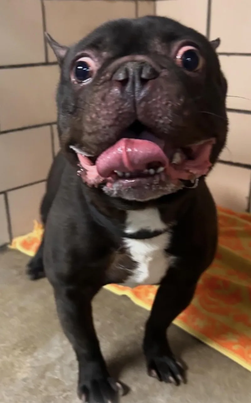 Gremlin Hold thumbnail 2