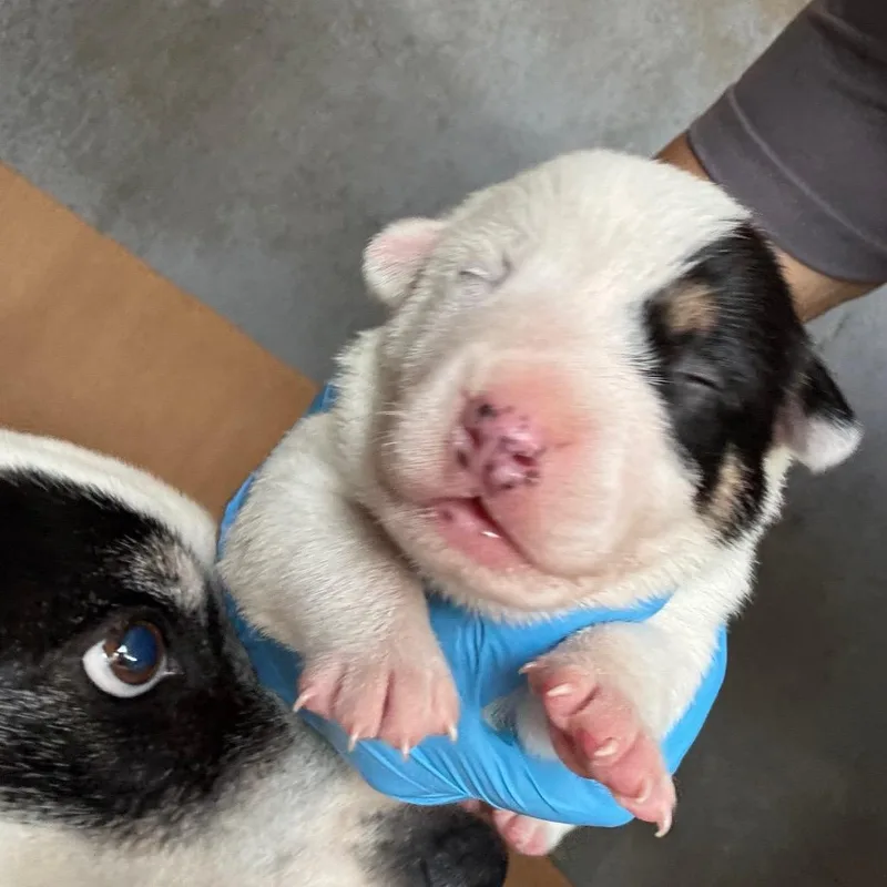 A baby medium-sized female White / Cream Mixed Breed dog named Oshawott for adoption in Austin, TX