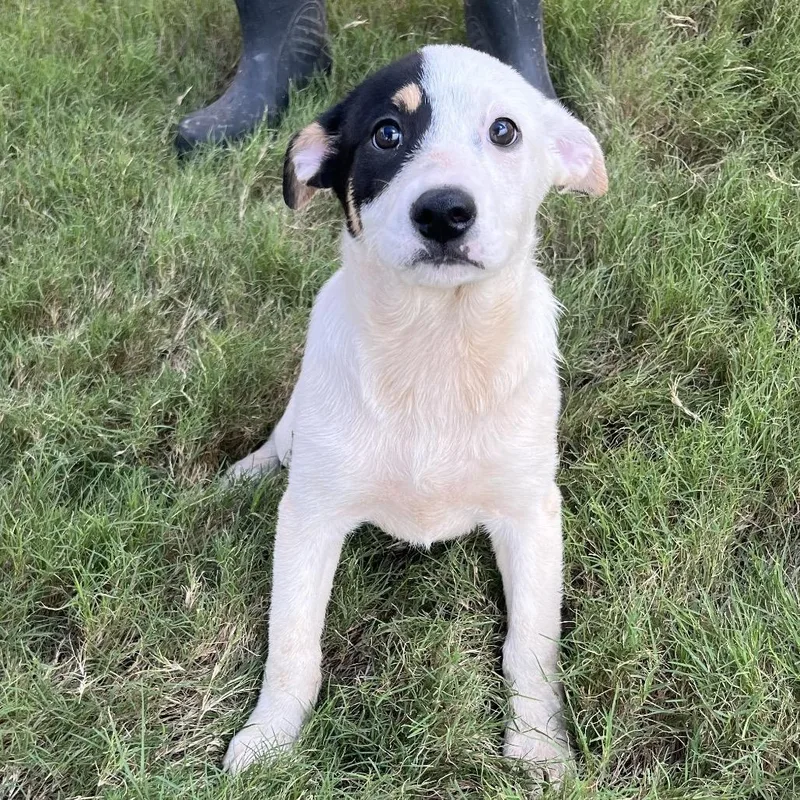 Oshawott thumbnail 2