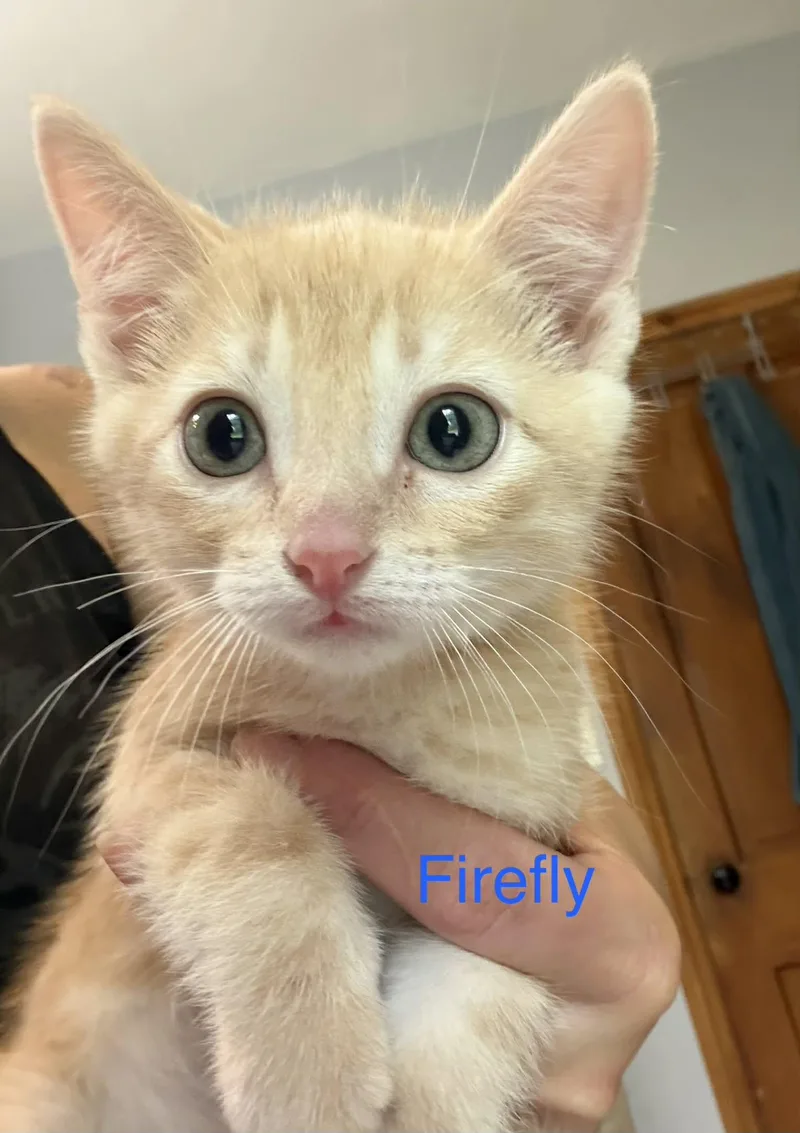 A baby medium-sized male Buff / Tan / Fawn Domestic Short Hair cat named Firefly for adoption in Reeseville, WI