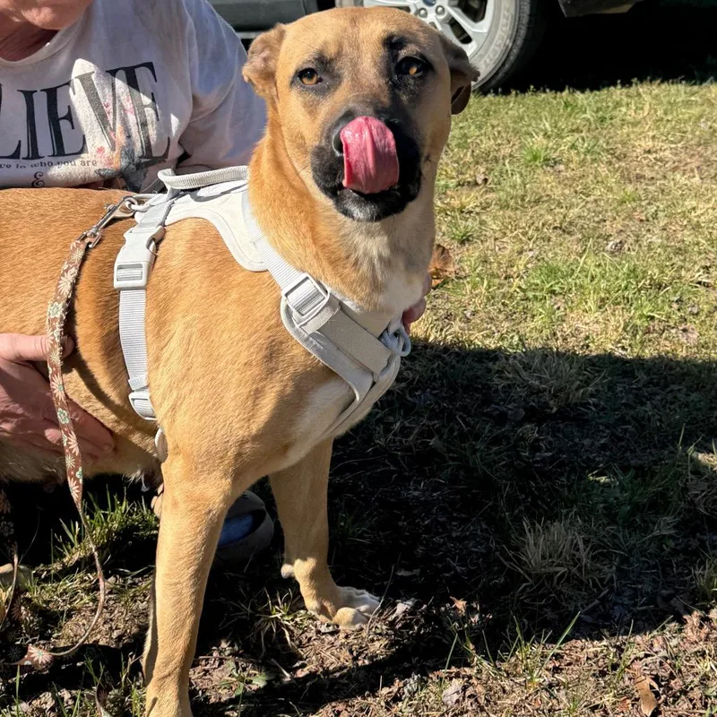 An adult small-sized female Yellow / Tan / Blond / Fawn German Shepherd Dog dog named Savannah for adoption in West Plains, MO