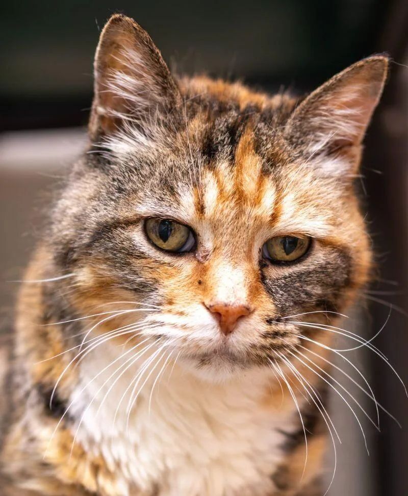 A senior small-sized female Torbie Tabby cat named Pearl for adoption in Arlington, WA