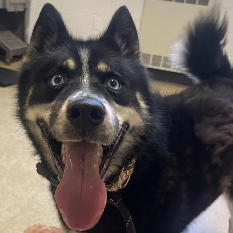 An adult medium-sized male Siberian Husky dog named Louie for adoption in Philadelphia, PA