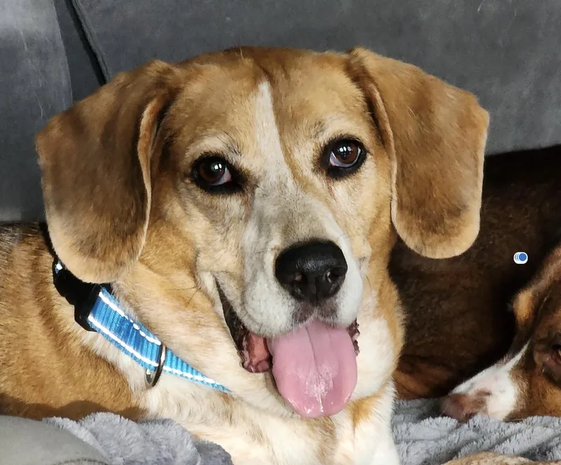 A senior medium-sized female Beagle dog named Lena for adoption in Tampa, FL