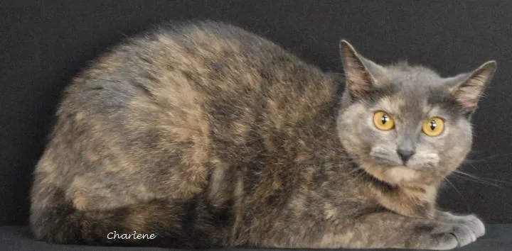 An adult medium-sized female Dilute Tortoiseshell Dilute Tortoiseshell cat named Gracie for adoption in Newland, NC