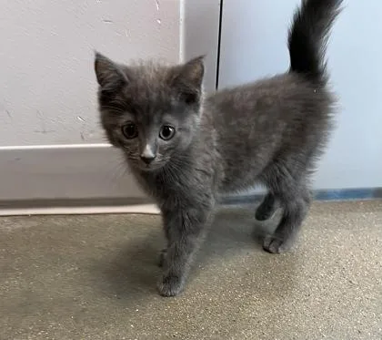 A baby small-sized male Domestic Short Hair cat named Baby for adoption in Janesville, WI