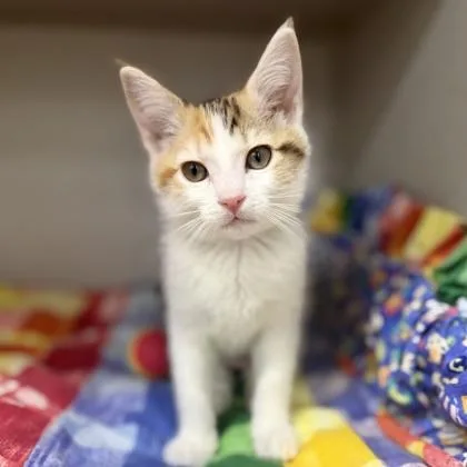 A baby small-sized female White Domestic Short Hair cat named Poppy for adoption in Atlanta, GA