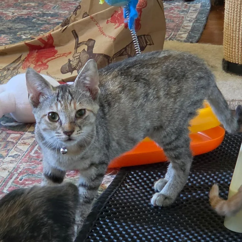A baby small-sized female Torbie Domestic Short Hair cat named Cabbage for adoption in Huntsville, AL