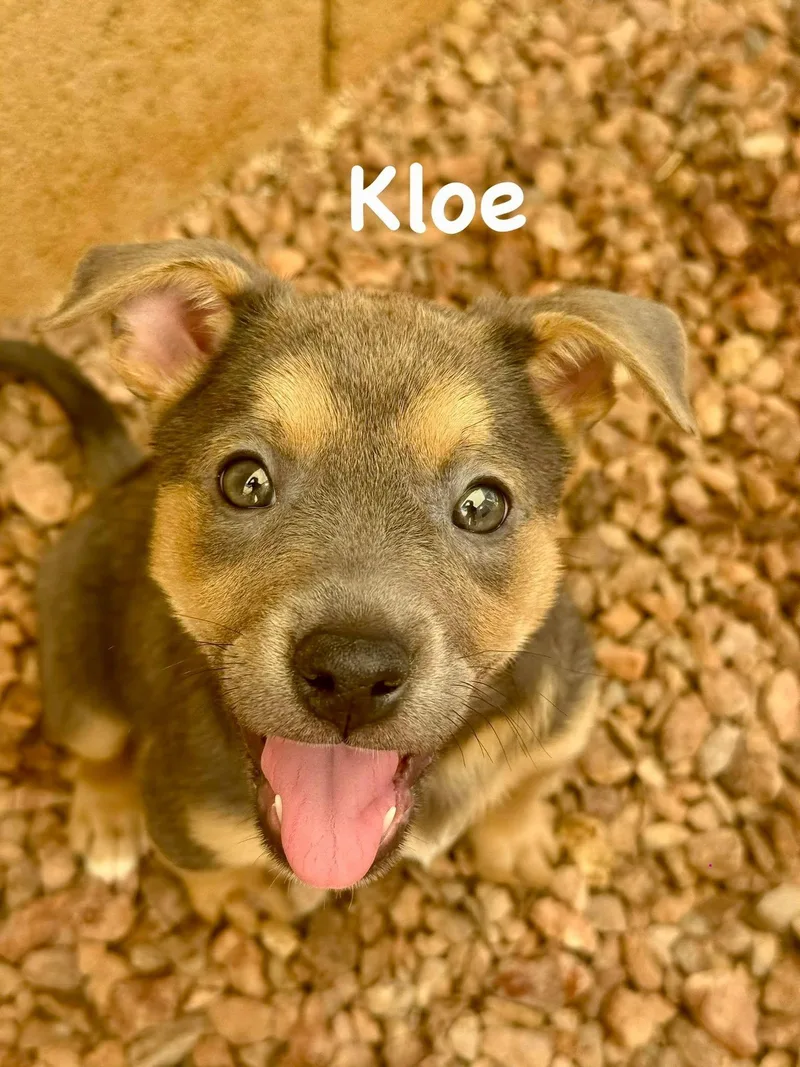 Kloe thumbnail 2