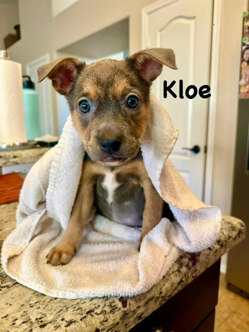 Kloe thumbnail 3