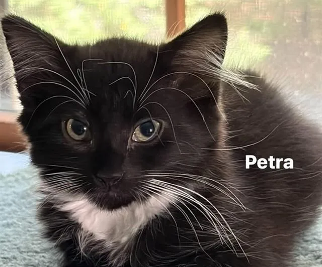 A baby small-sized female Domestic Short Hair cat named Petra for adoption in Springfield, MA