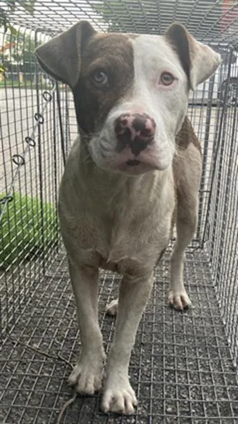 A young medium-sized male Mixed Breed dog named Hiawatha for adoption in Dallas, TX