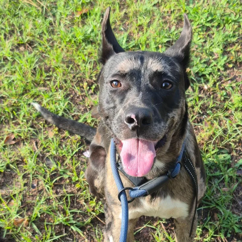 An adult medium-sized male Black Mixed Breed dog named Gucci for adoption in Hamilton, GA