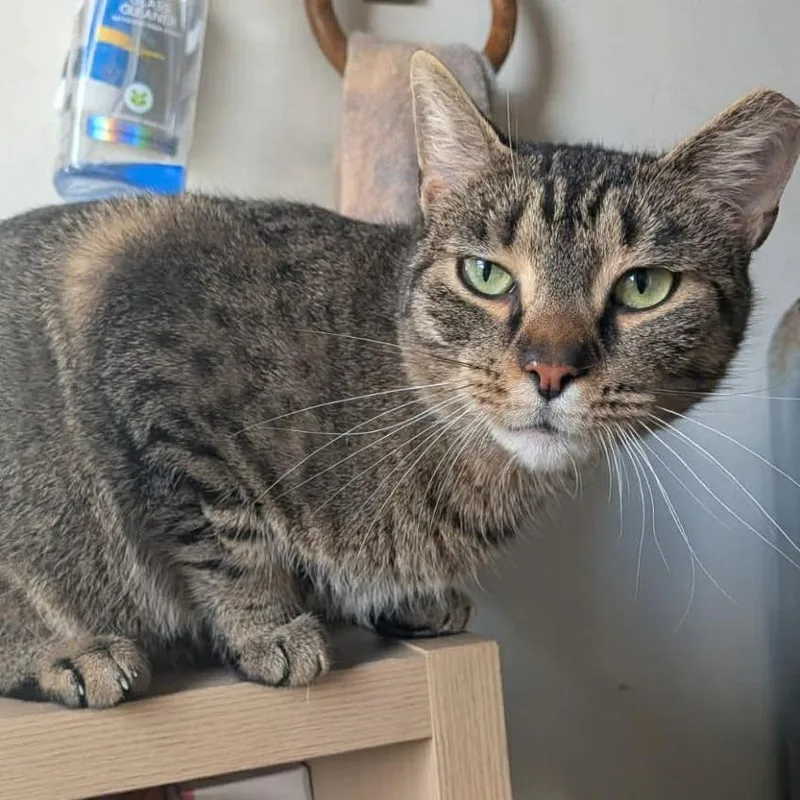 An adult large-sized female Brown / Chocolate Domestic Short Hair cat named Diana for adoption in Manheim, PA