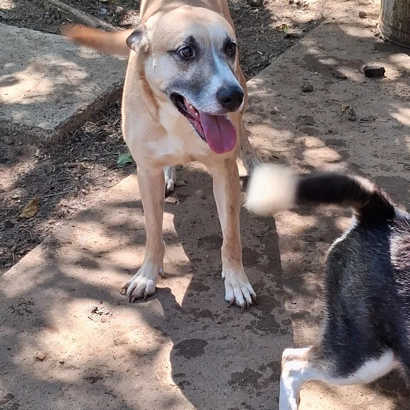 An adult medium-sized male Shepherd dog named Slash for adoption in Joshua, TX