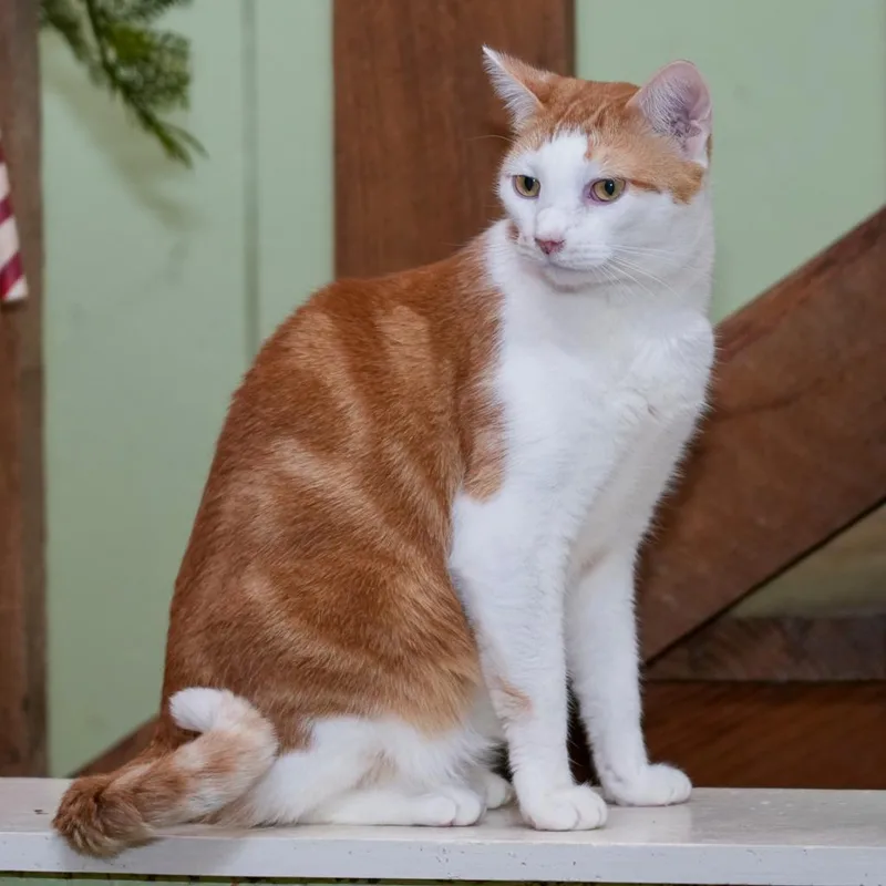 An adult medium-sized female Orange / Red Domestic Short Hair cat named Scarlet for adoption in Mount Juliet, TN
