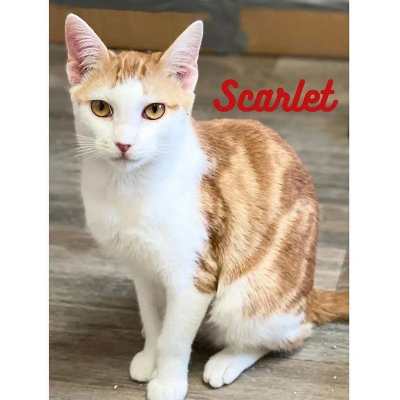 Scarlet thumbnail 2
