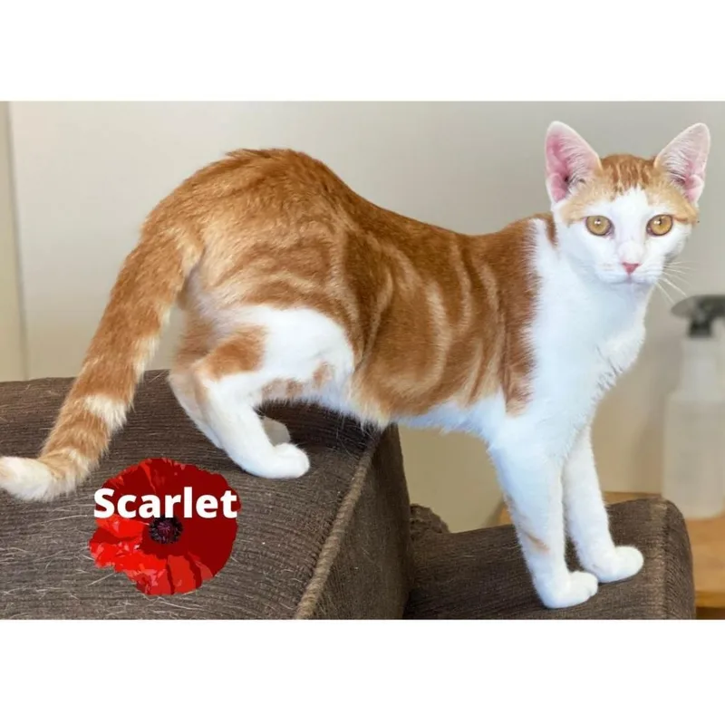 Scarlet thumbnail 4