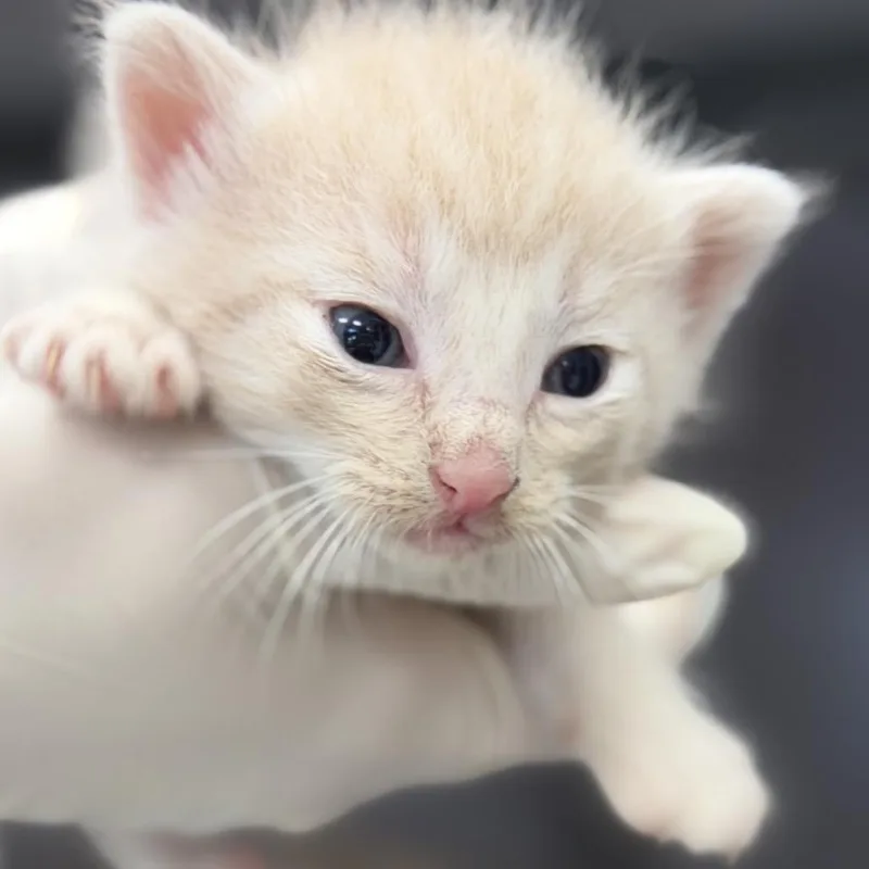 A baby small-sized male Buff / Tan / Fawn Domestic Short Hair cat named Jack for adoption in Houston, TX