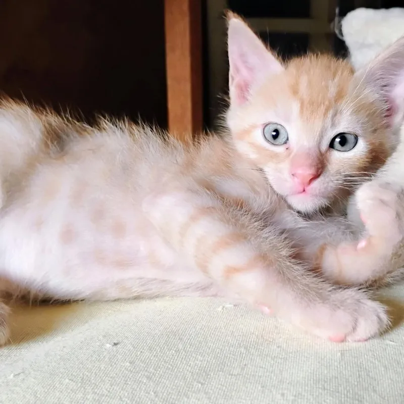 A baby small-sized male Orange / Red Domestic Short Hair cat named Romy for adoption in Port Charlotte, FL