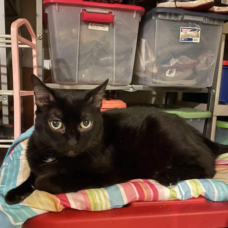 A senior large-sized female Black Domestic Short Hair cat named Nico for adoption in Orange, CA