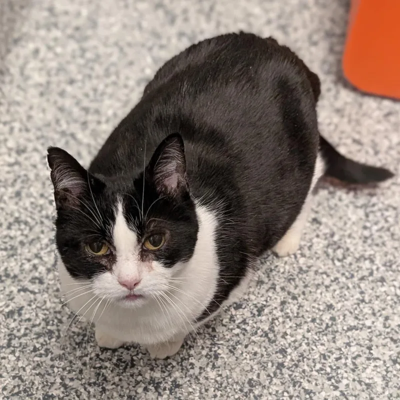 An adult large-sized female Black Domestic Short Hair cat named Trixie for adoption in Brookfield, WI
