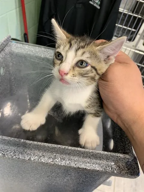 A baby small-sized male Domestic Short Hair cat named Bacon for adoption in Grand Prairie, TX