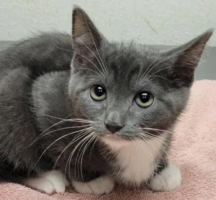A baby small-sized female Domestic Short Hair cat named Violet for adoption in Eugene, OR