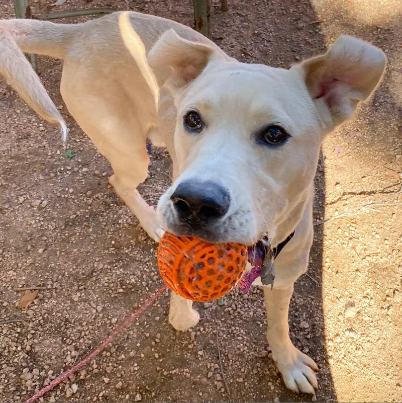 A senior large-sized male Yellow / Tan / Blond / Fawn Great Dane dog named Watson for adoption in Austin, TX