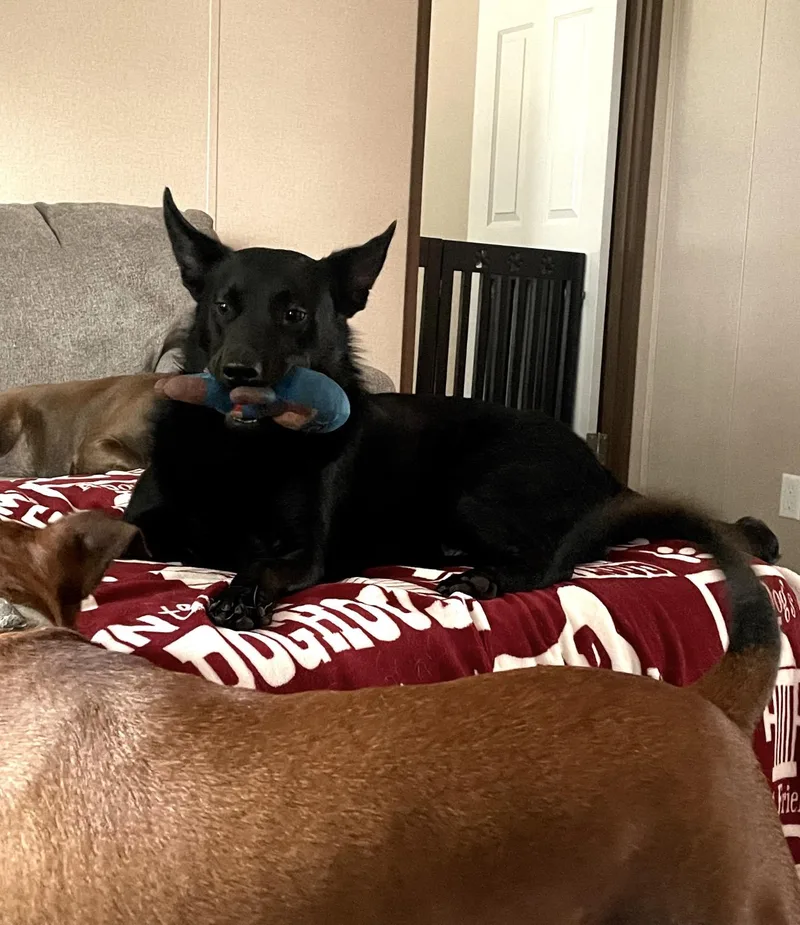 Pepper thumbnail 2
