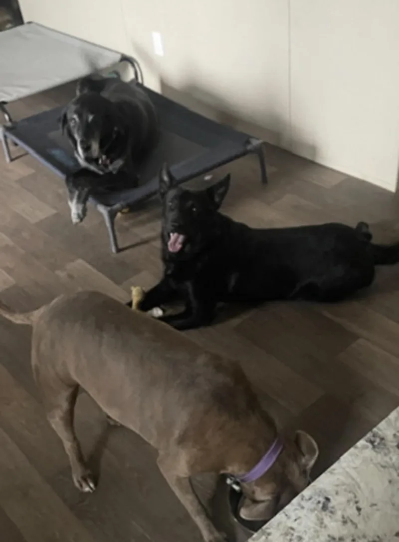Pepper thumbnail 5